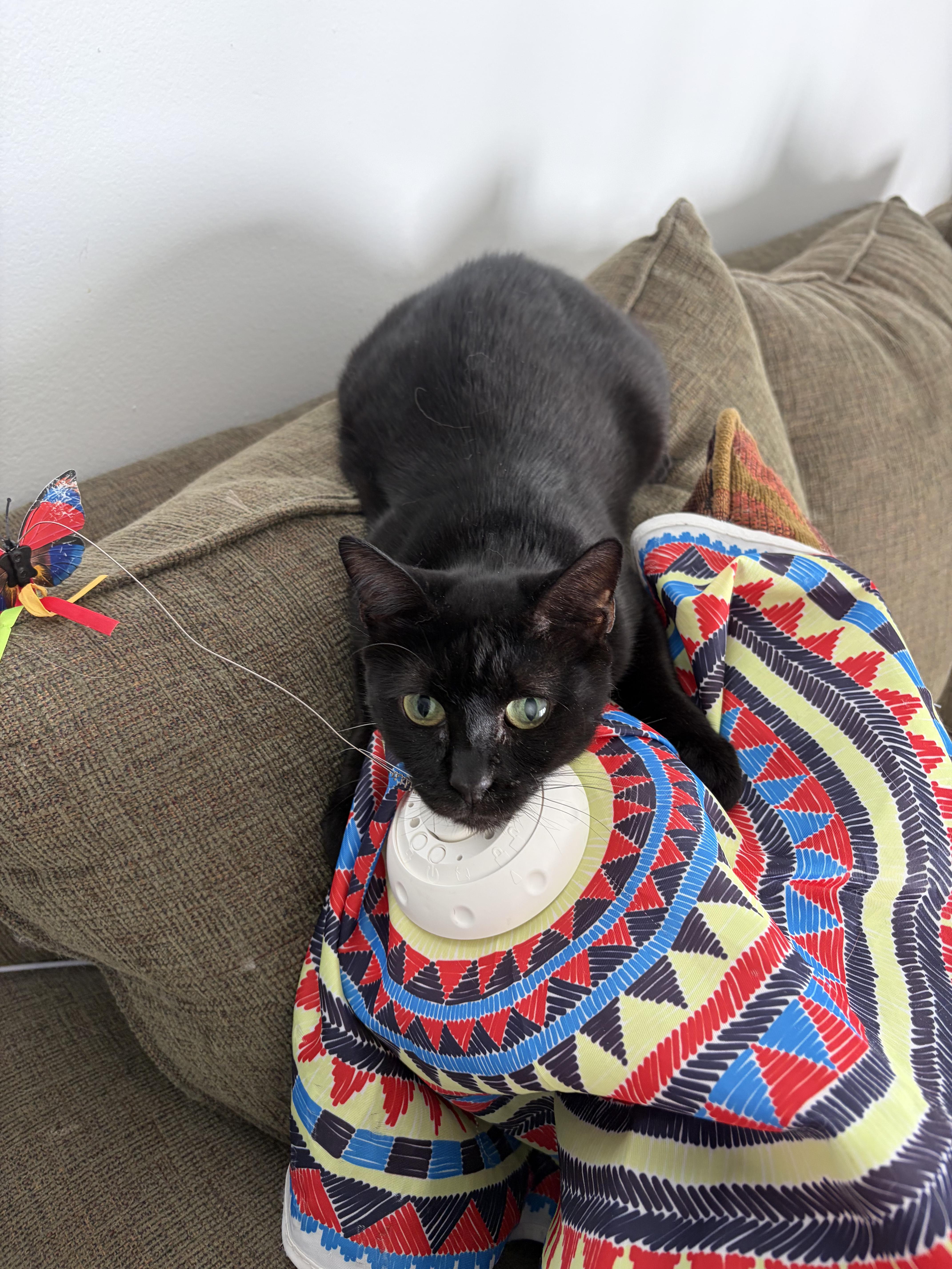 A young medium-sized female Domestic Short Hair cat named Tilty Poo for adoption in Coconut Creek, FL