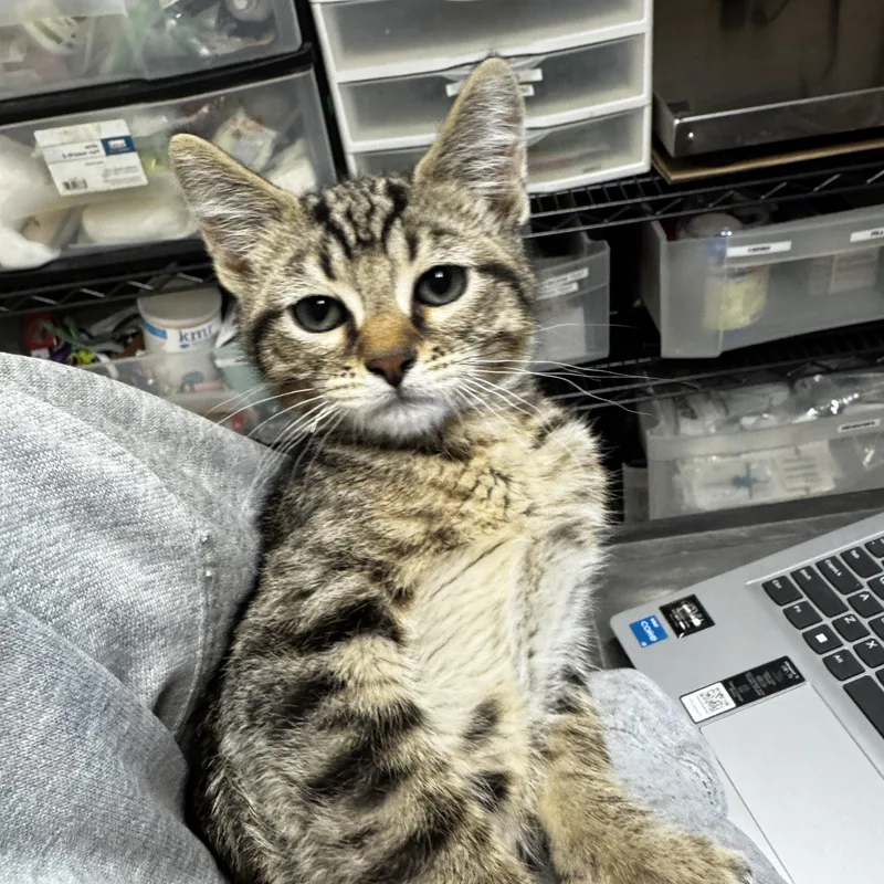 A baby medium-sized male Tabby (Brown / Chocolate) Domestic Short Hair cat named Dunkin for adoption in Dodgeville, WI