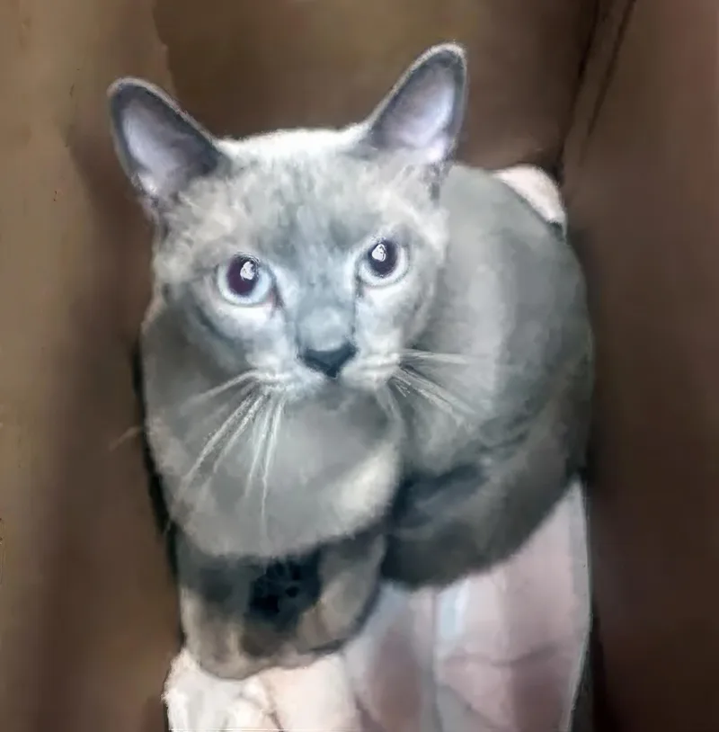 An adult medium-sized male Domestic Short Hair cat named Shock for adoption in Nashville, TN