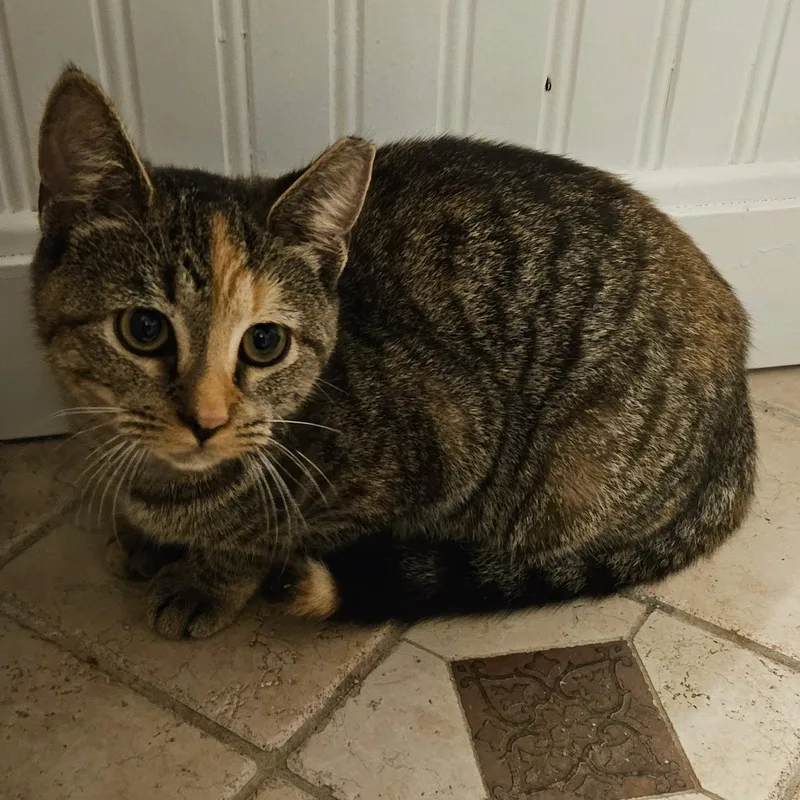 A baby medium-sized female Torbie cat named Hazel Coming In for adoption in Clifton, NJ