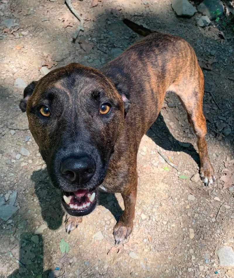 An adult medium-sized male Brindle Mixed Breed dog named Meep for adoption in Highland, NY