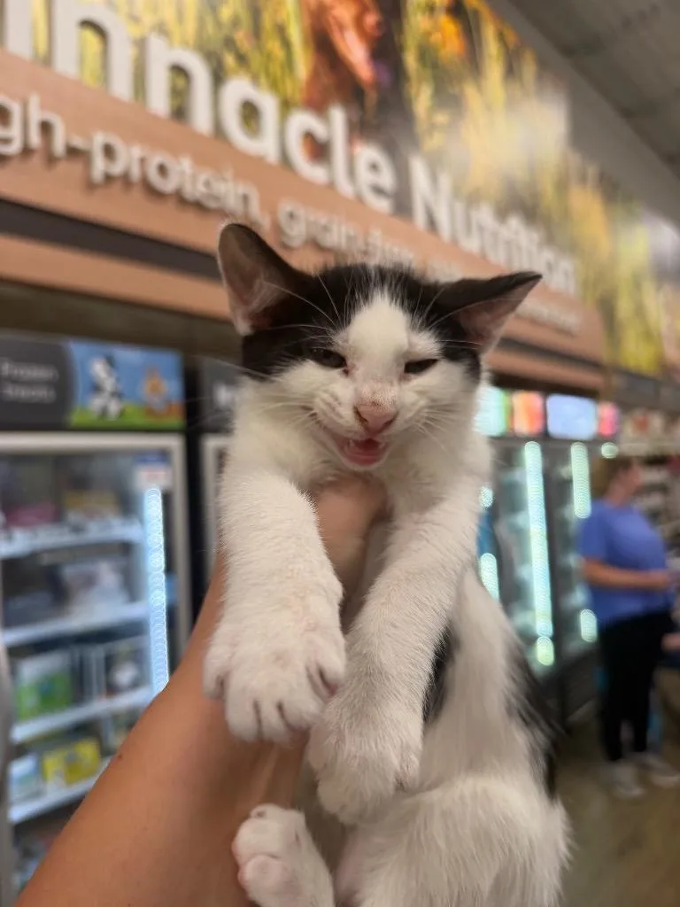 A baby small-sized male Domestic Short Hair cat named Domino for adoption in warrenville, SC