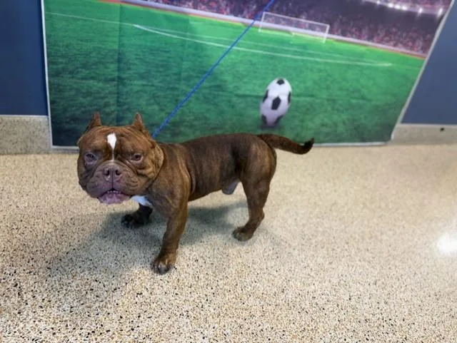 A young medium-sized male American Bulldog dog named Borris for adoption in Miami, FL