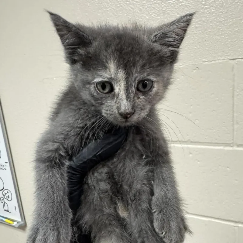 A baby small-sized female Gray / Blue / Silver Domestic Short Hair cat named Salami for adoption in Reno, NV
