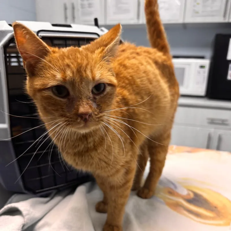 A young medium-sized female Orange / Red Domestic Short Hair cat named Ceecee for adoption in Riverside, CA