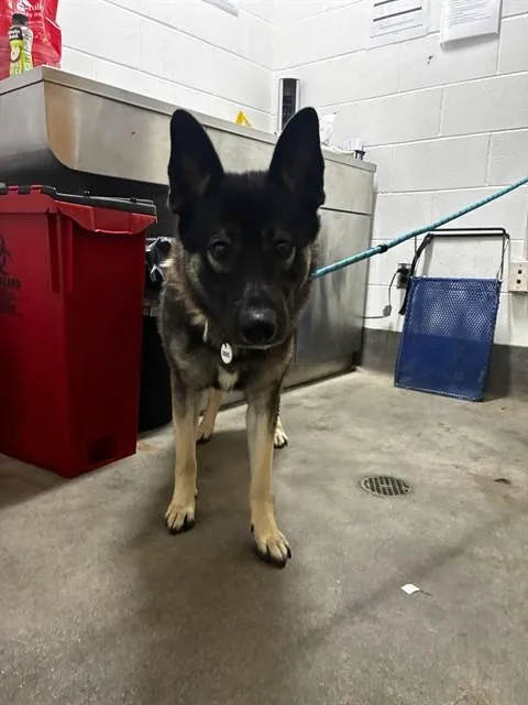 A young medium-sized male Husky dog named Juniper for adoption in Upper Marlboro, MD
