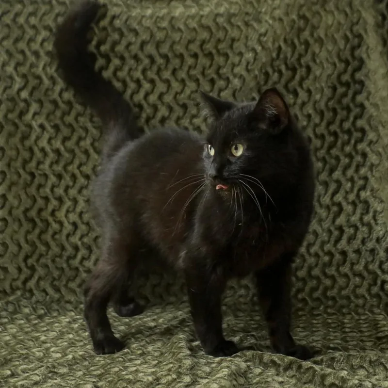 An adult medium-sized female Black Domestic Short Hair cat named Ebony for adoption in Madisonville, KY