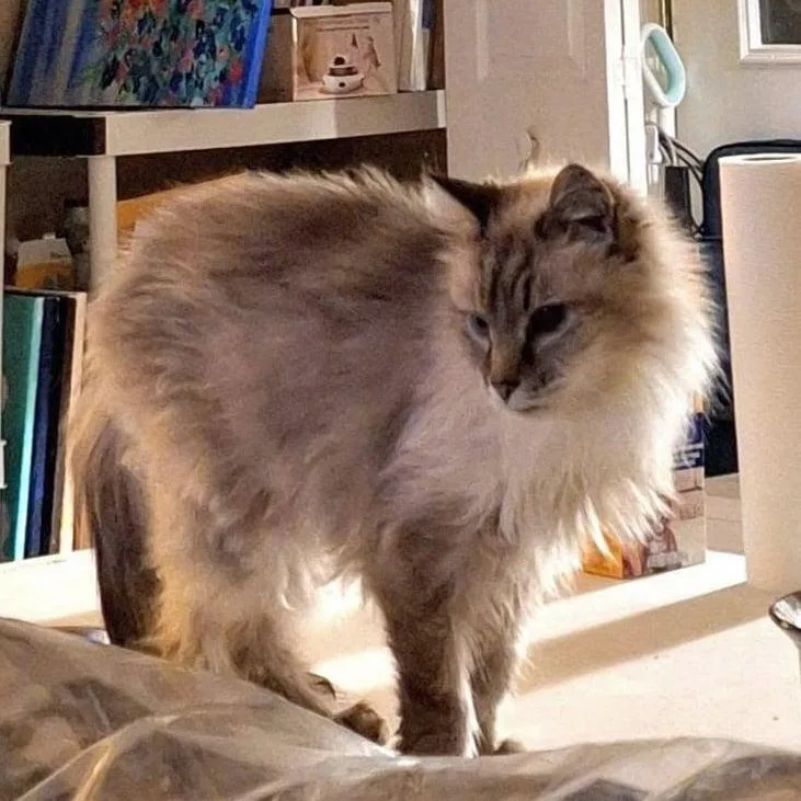 An adult small-sized female Siamese cat named Mandy for adoption in Capshaw, AL