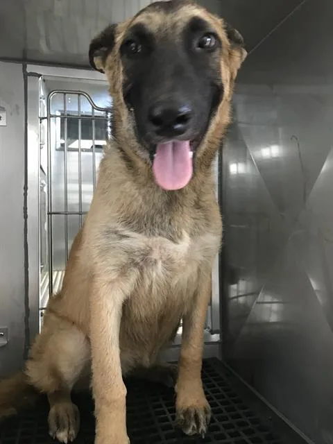 A young large-sized male Belgian Shepherd / Malinois dog named Howie for adoption in Dallas, TX