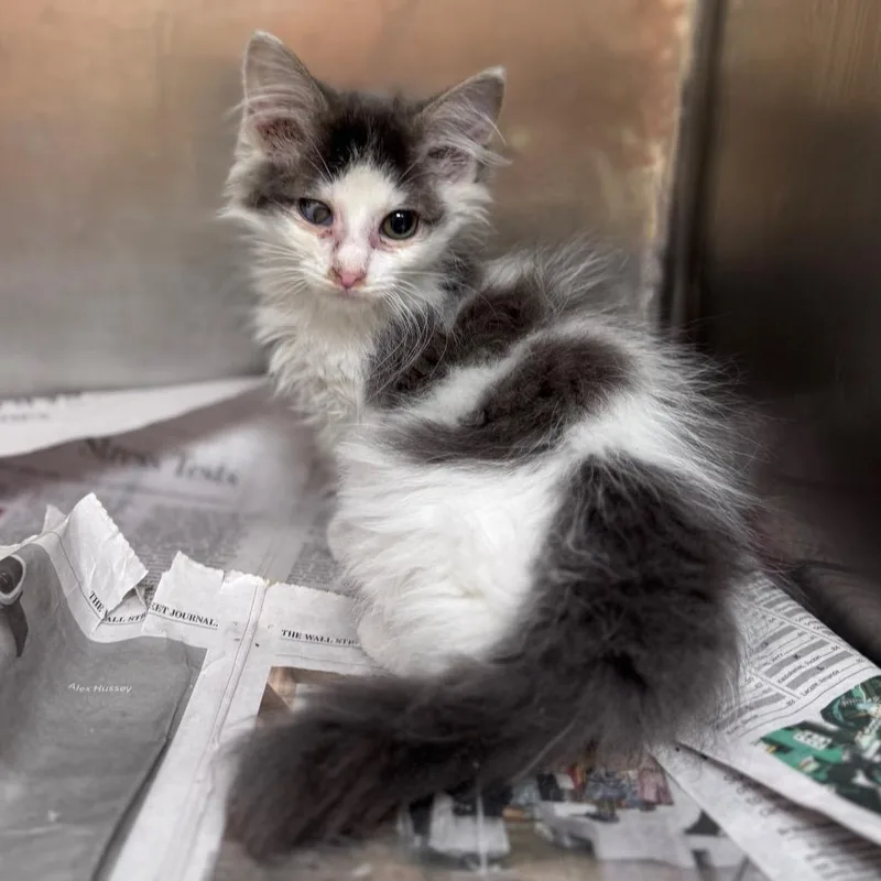 A baby small-sized male Gray / Blue / Silver Domestic Short Hair cat named Jelly for adoption in Winston Salem, NC