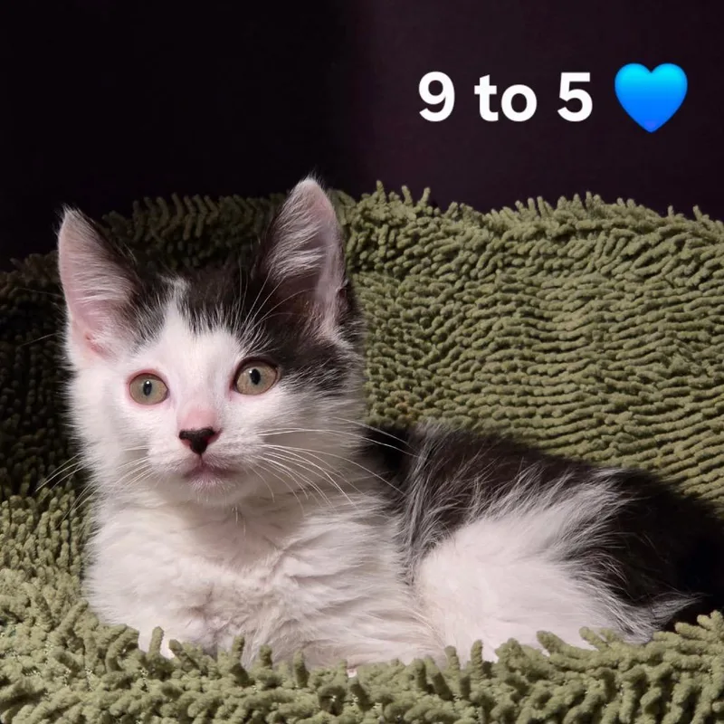 A baby small-sized male Black Domestic Short Hair cat named To for adoption in Fredericksburg, VA