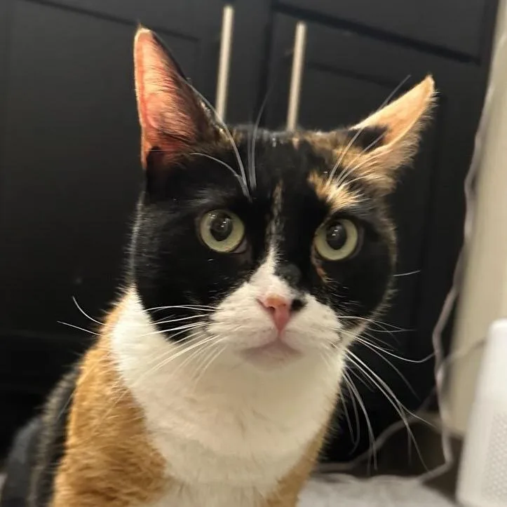 Avocado thumbnail 3