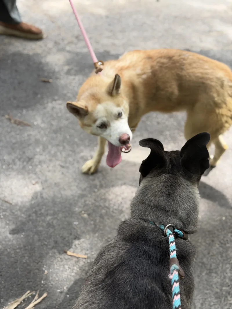 A young medium-sized female Apricot / Beige Husky dog named Snow for adoption in Petersburg, VA