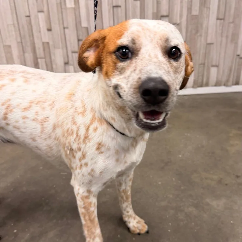 A young medium-sized female White / Cream Beagle dog named Cocoa for adoption in Tampa, FL
