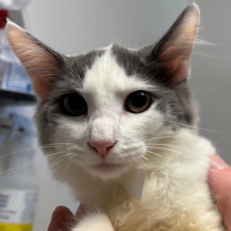 A baby small-sized female White Domestic Short Hair cat named Snowball for adoption in Santa Barbara, CA
