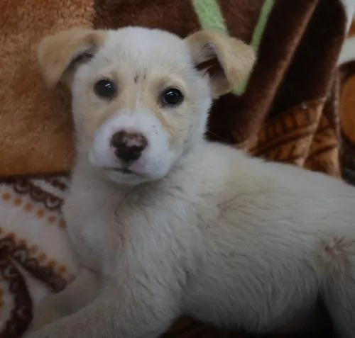 A baby medium-sized female Shepherd dog named Timo for adoption in Thief River Falls, MN
