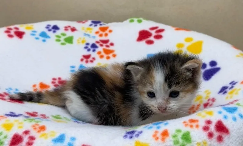 A baby small-sized female Domestic Short Hair cat named Heidi for adoption in Washington Court House, OH