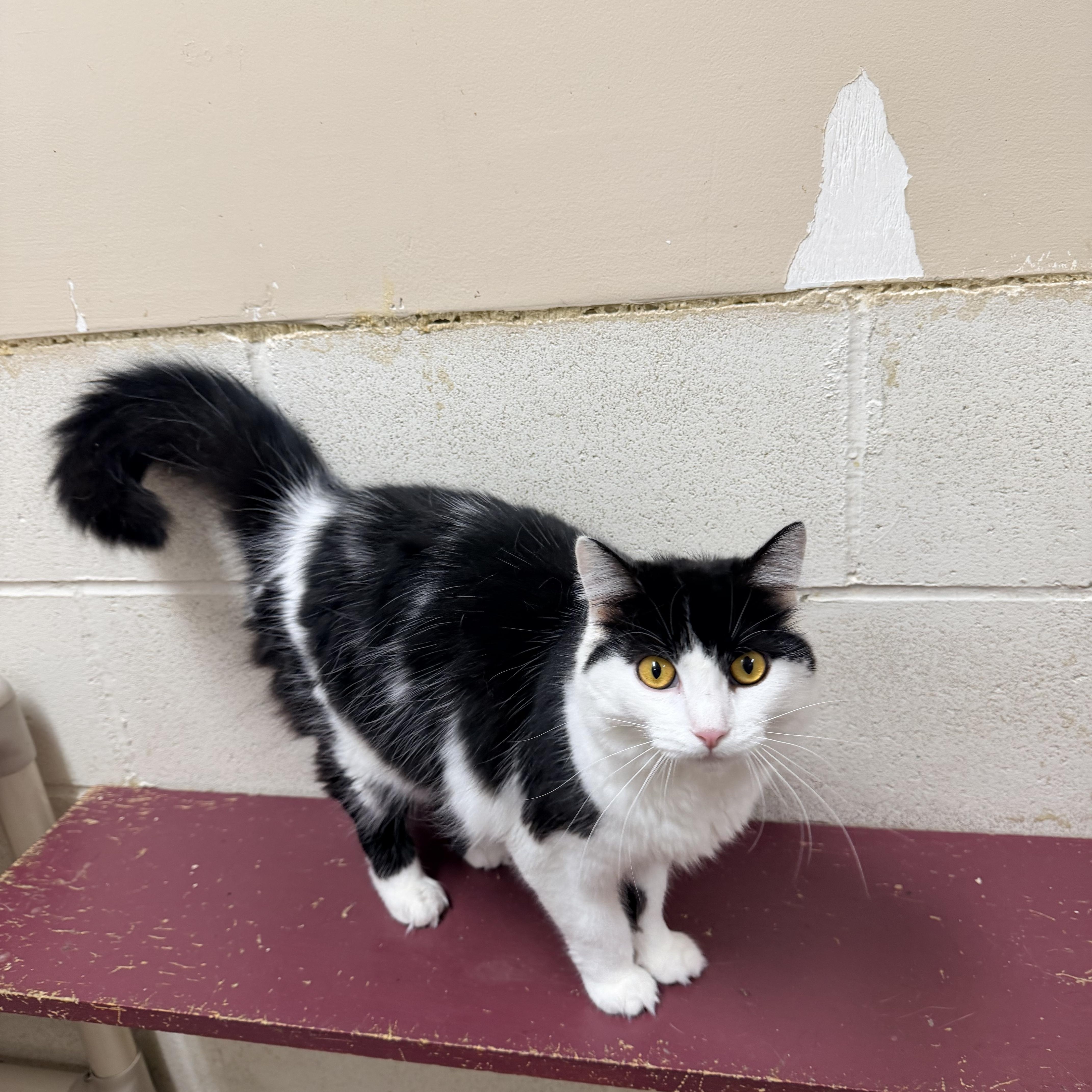An adult medium-sized female Black & White / Tuxedo Domestic Long Hair cat named Sassy for adoption in Logan, OH