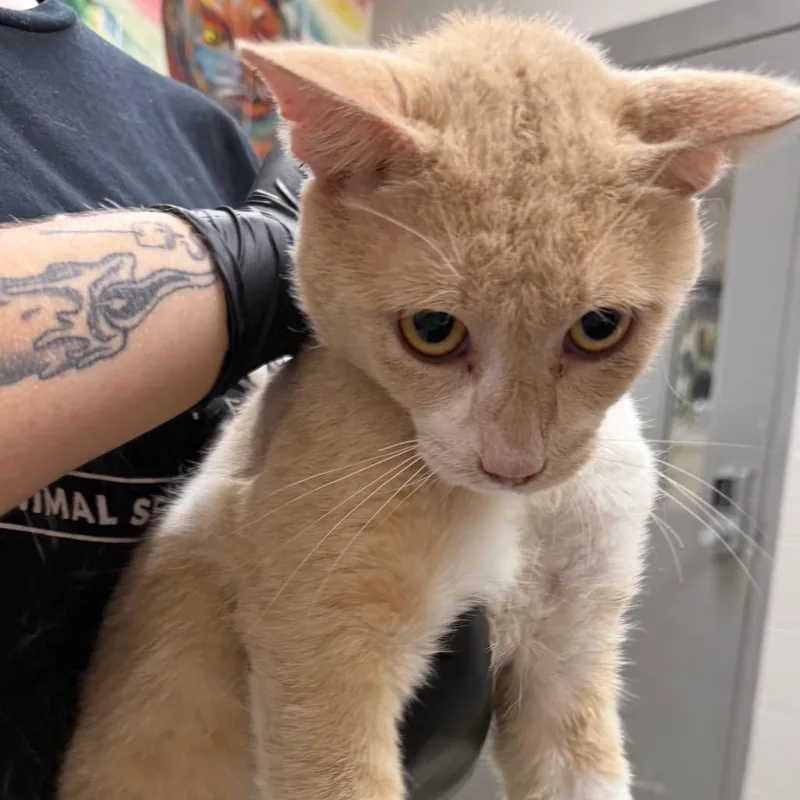 An adult medium-sized male Orange / Red Domestic Short Hair cat named Nolan for adoption in Austin, TX