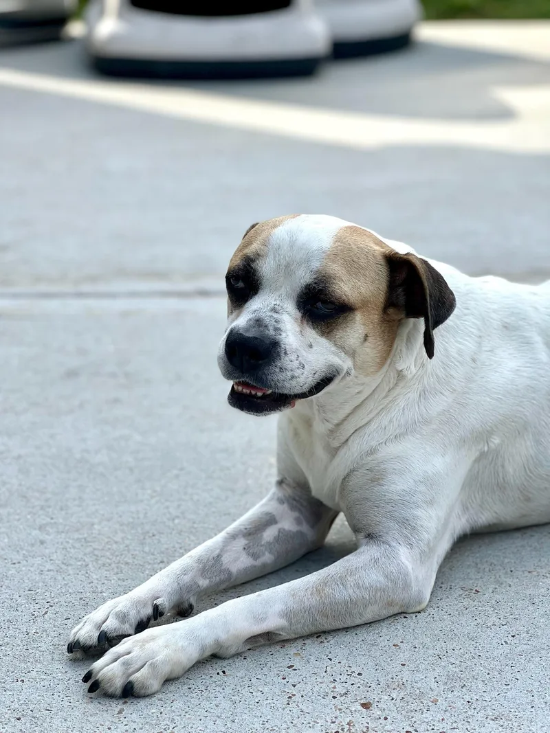 Saul Goodman thumbnail 2