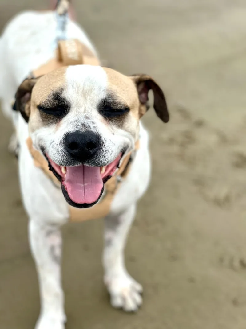 Saul Goodman thumbnail 3