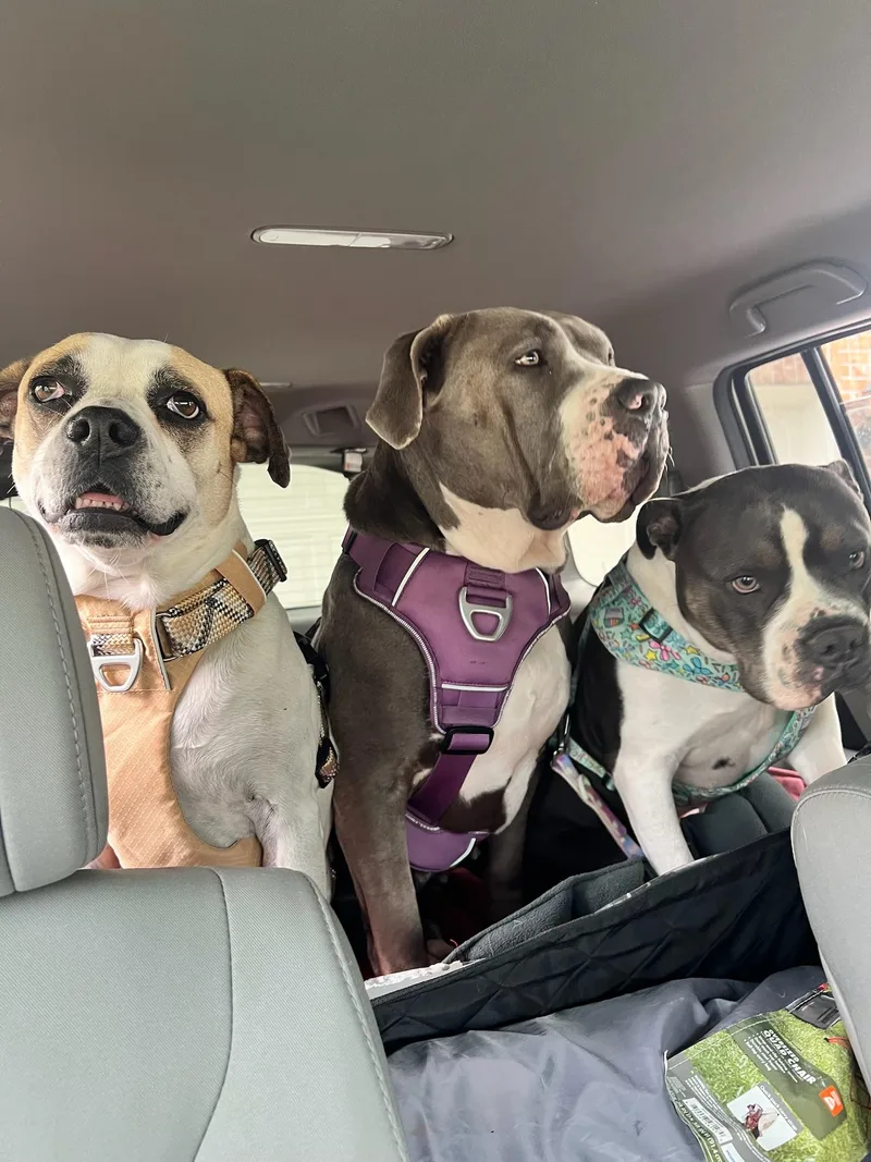 Saul Goodman thumbnail 5