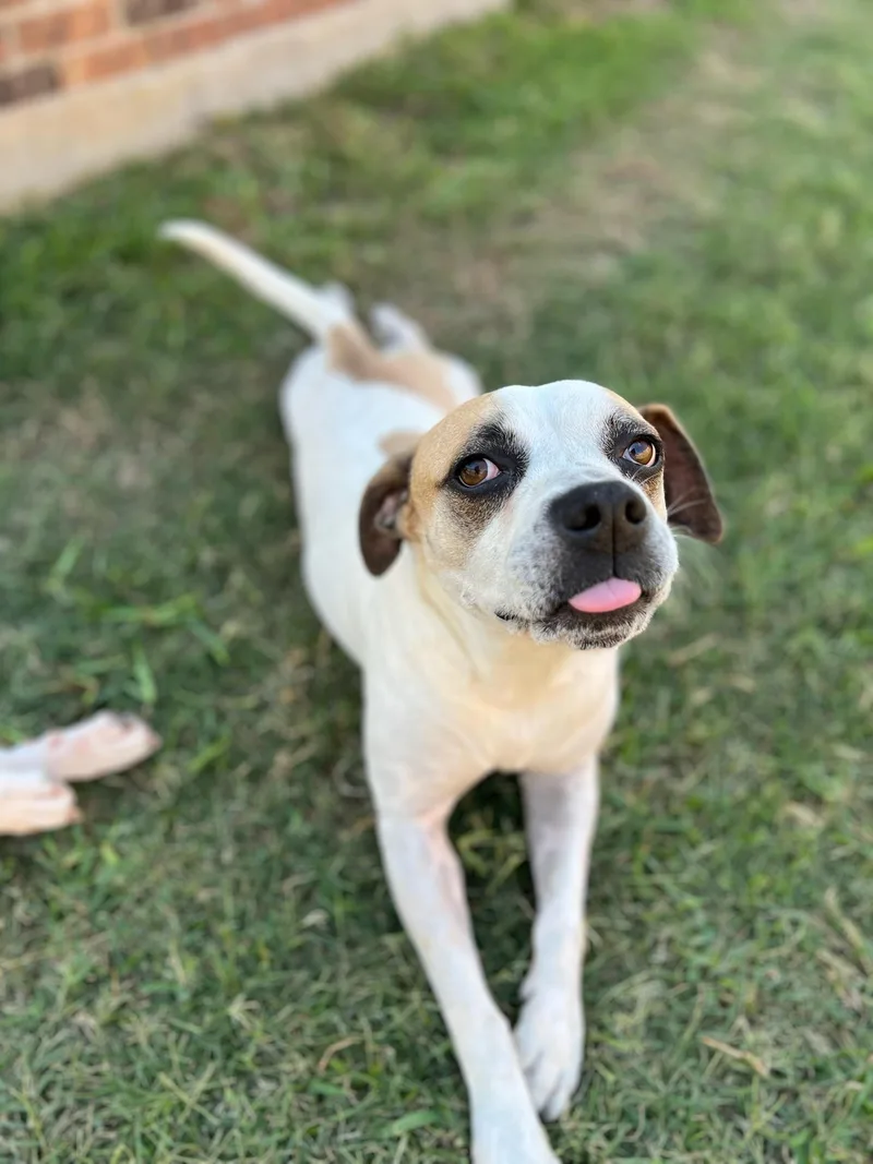 Saul Goodman thumbnail 6