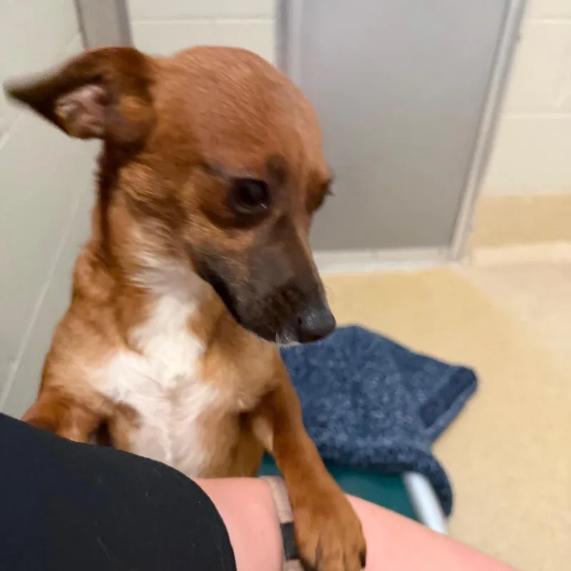 A young small-sized female Red / Chestnut / Orange Mixed Breed dog named Rowan for adoption in Bristol, IN