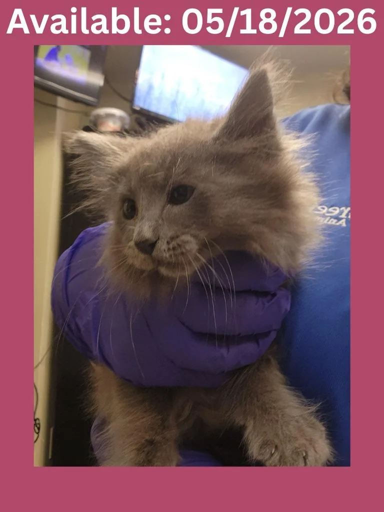 A baby medium-sized female Domestic Long Hair cat named Cat Condo for adoption in Greenville, TX