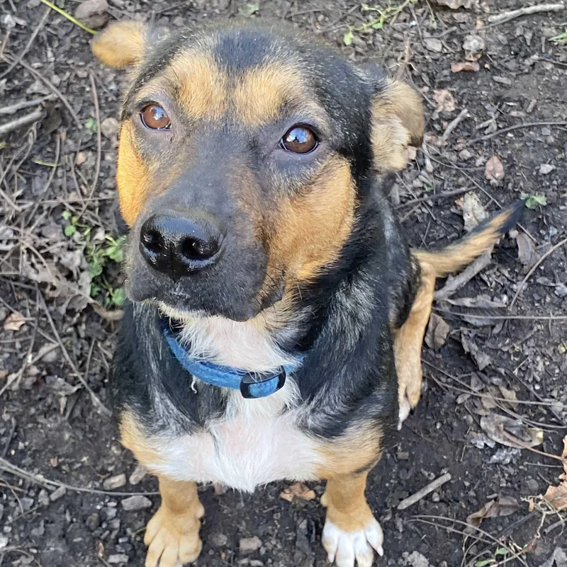 A young medium-sized female Tricolor (Brown, Black, & White) Beagle dog named Abby for adoption in Spencer, IN