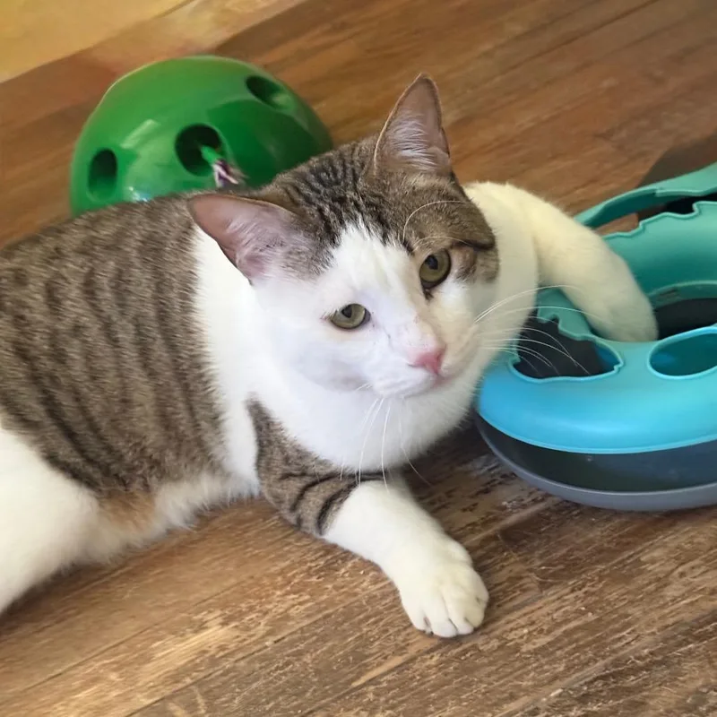 An adult large-sized male Brown / Chocolate Domestic Short Hair cat named Mr. Meow for adoption in Gibsonia, PA