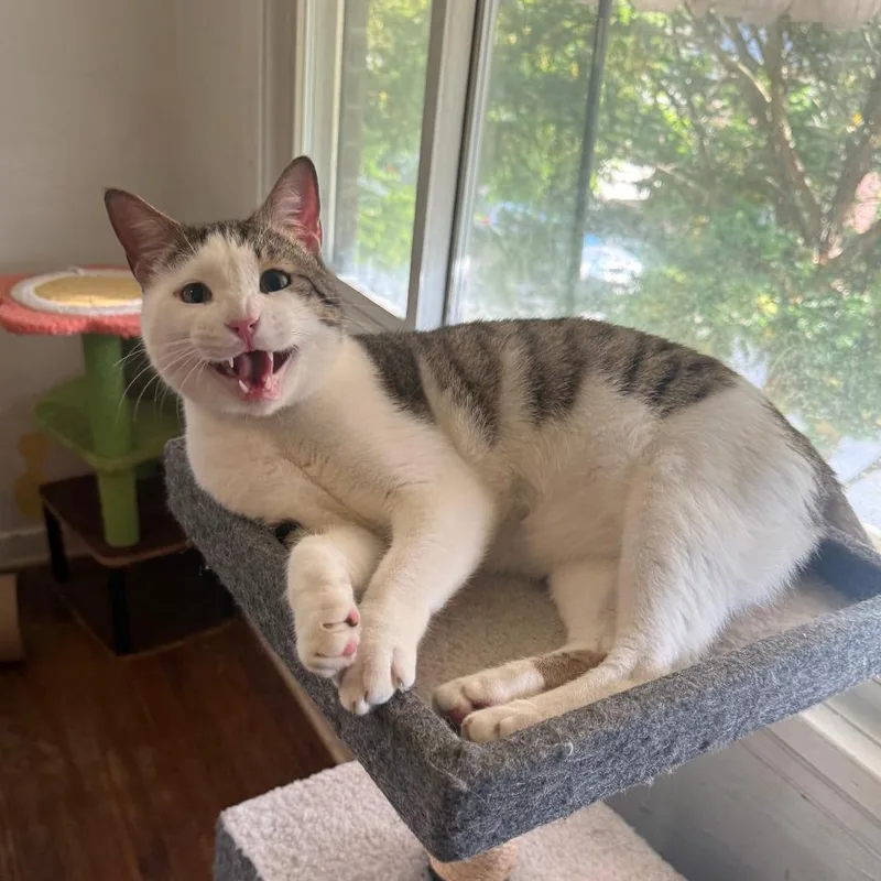 Mr. Meow thumbnail 6