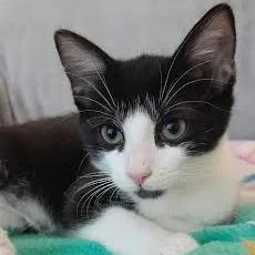 A baby small-sized female Black Domestic Short Hair cat named Bubbles for adoption in Newport News, VA