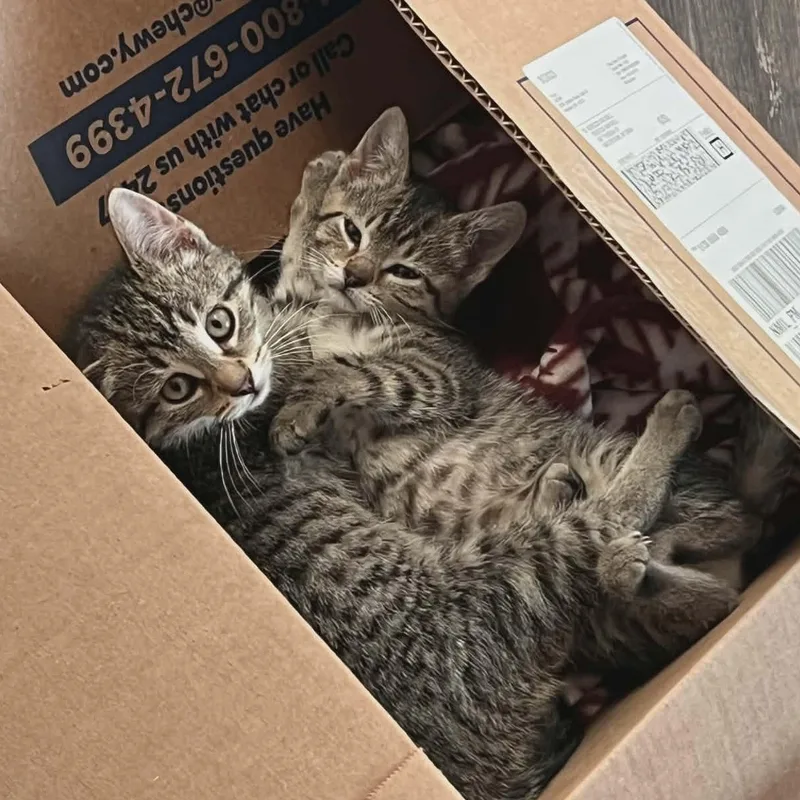 A baby medium-sized female Tabby (Brown / Chocolate) Domestic Short Hair cat named Rupaul and Michelle Visage for adoption in Watertown, WI