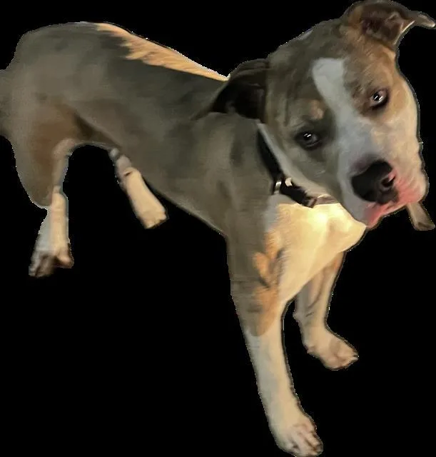 An adult large-sized male American Bulldog dog named Kokito for adoption in Miami, FL