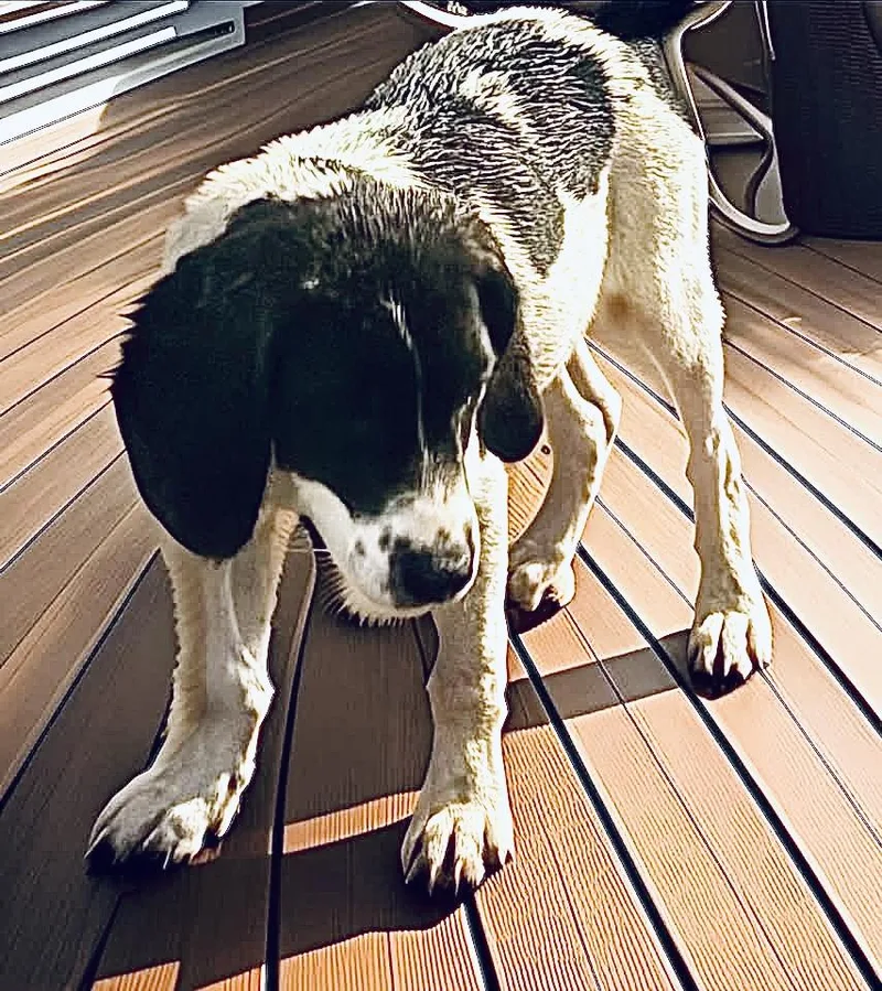 A young medium-sized male Beagle dog named Magic for adoption in Woodbury, NJ