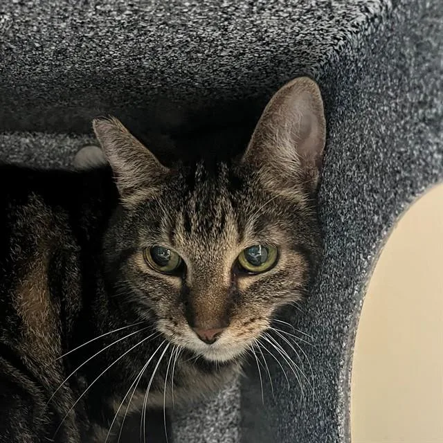 A senior medium-sized female Domestic Short Hair cat named Baby for adoption in Naples, FL