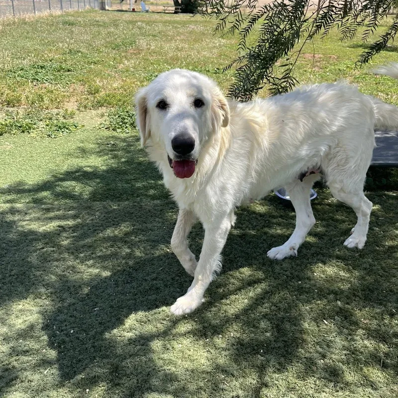 An adult extra large-sized female White / Cream Great Pyrenees dog named Nieve for adoption in Agua Dulce, CA