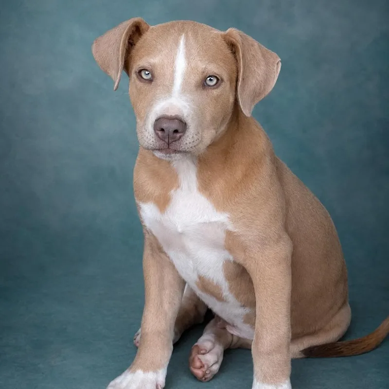 A baby large-sized male Yellow / Tan / Blond / Fawn Pit Bull Terrier dog named Neil for adoption in Heber Springs, AR