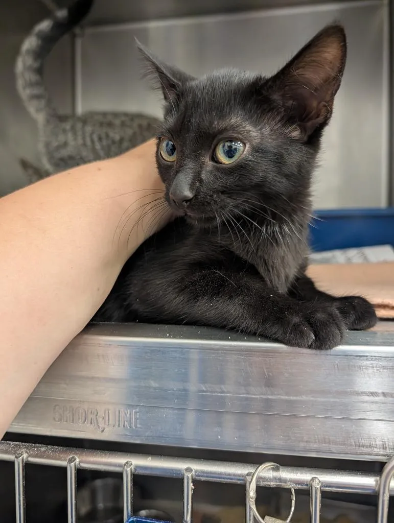 A baby small-sized female Domestic Short Hair cat named Raven for adoption in Angola, IN