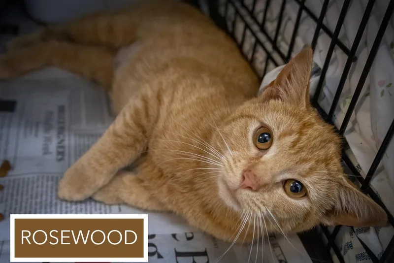 A young medium-sized female Tabby (Orange / Red) Tabby cat named Rosewood for adoption in Greenville, DE