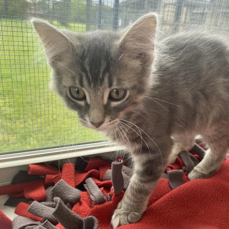 A baby small-sized male Gray / Blue / Silver Domestic Medium Hair cat named Blueberry for adoption in Delaware, OH