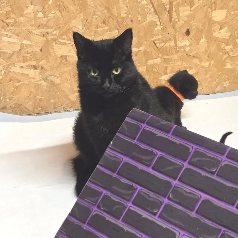 An adult small-sized female Black Domestic Medium Hair cat named Traffic Jam for adoption in West Olive, MI