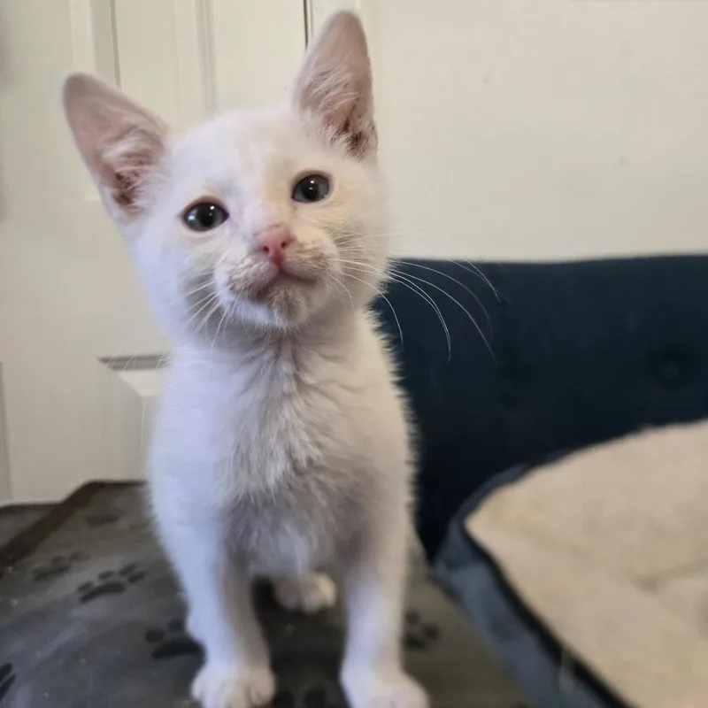 A baby small-sized male White Domestic Short Hair cat named Blizzard in Parsonsburg for adoption in Alexandria, VA