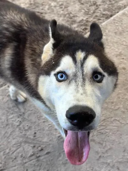 A young medium-sized male Siberian Husky dog named Bert for adoption in Savannah, GA