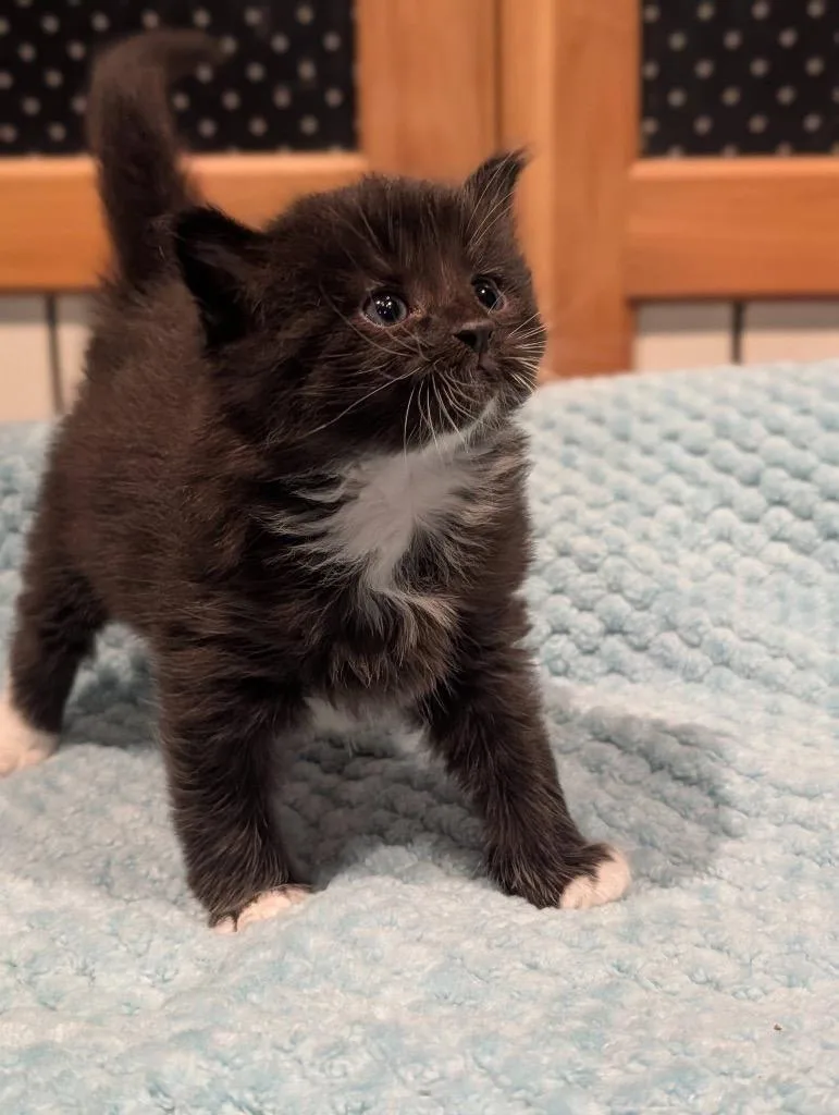 A baby small-sized male Domestic Medium Hair cat named Tac for adoption in Syracuse, IN