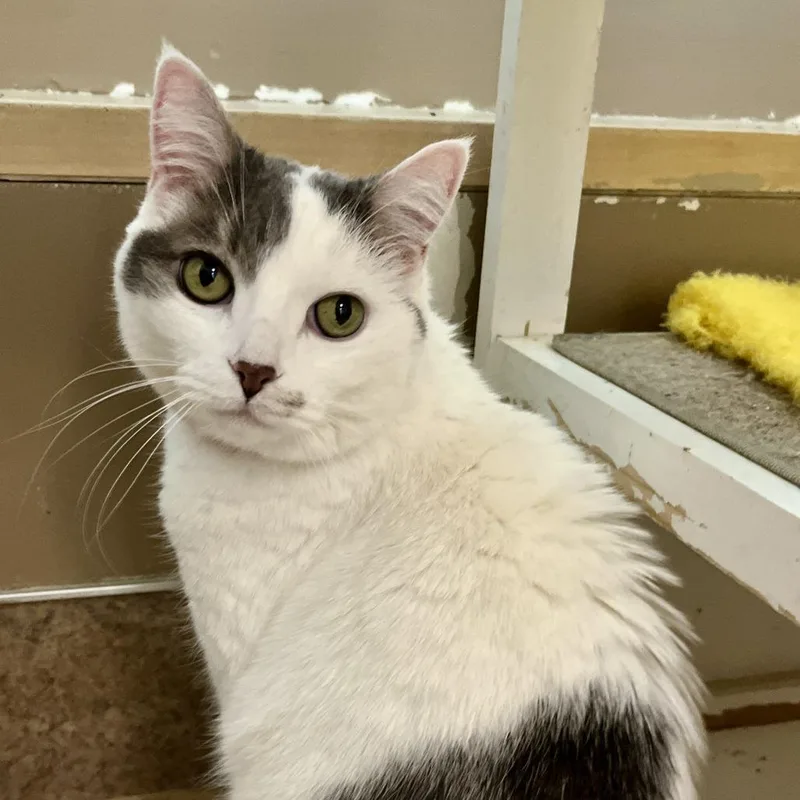 A senior medium-sized female White Domestic Short Hair cat named Roxy for adoption in Temecula, CA