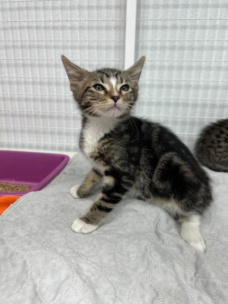 A baby small-sized male Domestic Short Hair cat named Oliver for adoption in Brookings, OR