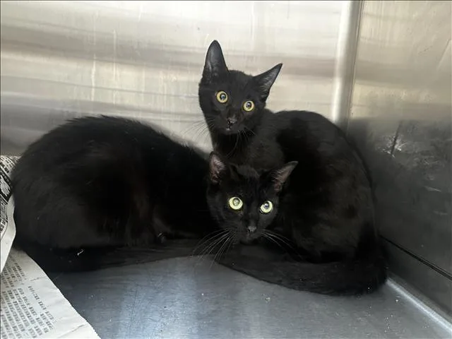 An adult large-sized female Domestic Short Hair cat named Summer Moon for adoption in Los Angeles, CA