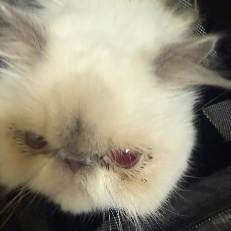 An adult medium-sized female Lilac Point Persian cat named Risotto for adoption in Charlottesville, VA